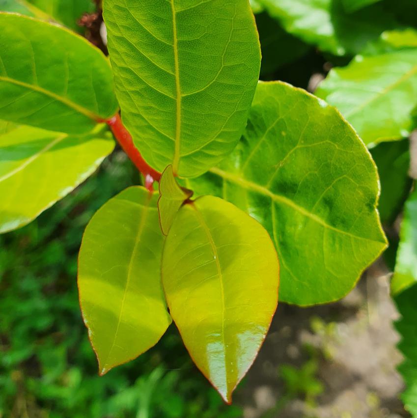 jonge blaadjes laurierplant.