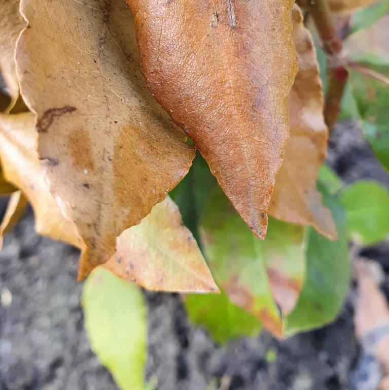 laurierblad na vorst